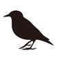 鳥 鳥 スズメ,ムクドリ,すずめ,全身,雀,脊索動物,横向き,1羽,トリ,嘴のシルエット素材
