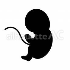 胎児 胎児,へその緒,立つのシルエット素材