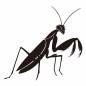 カマキリ カマキリ,鎌,羽,脚,関節,触角,輪郭,シンプル,かっこいい,クールのシルエット素材