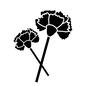 カーネーション カーネーション カーネーション,花びら,切り花,2本,大小,贈り物,プレゼント,花,2輪,母の日のシルエット素材