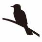 気に止まる鳥 鳥,野鳥,動物,1匹,枝,木,山,森,林,バードウォッチングのシルエット素材