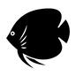 熱帯魚 熱帯魚 熱帯魚,魚,生物,水中生物,生き物,全体,横向き,1匹,ディスカス,水族館のシルエット素材