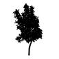 木 木,ツリー,葉,1本,自然,植物,樹木,高木,庭木,街路樹のシルエット素材