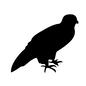 インコ インコ インコ,生物,生き物,動物,アニマル,野鳥,バード,鳥,鳥類のシルエット素材