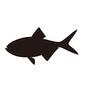 魚 ヒラマサ,横向き,1匹,サカナ,さかな,魚,海の生物,フィッシュ,魚類,素材のシルエット素材