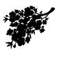 桜 桜 枝,木,木の枝,葉,葉っぱ,枝先,自然,桜,花,樹木のシルエット素材
