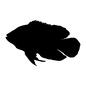 熱帯魚 熱帯魚 シルエット,イラスト,魚,生物,生き物,水中生物,熱帯魚,水生生物,全体,横向きのシルエット素材