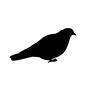 野鳥 野鳥 全身,野鳥,鳥,鳩,はと,ハト,横向き,生き物,イラスト,シルエットのシルエット素材