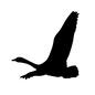白鳥 白鳥,飛ぶ,生物,生き物,動物,野鳥,鳥,翼,渡り鳥,ハクチョウのシルエット素材