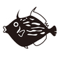 カワハギ カワハギ カワハギ,海の生き物,海,生き物,生物,魚,1匹,魚類,海水魚,海中のシルエット素材