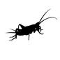 コオロギ 虫,昆虫,生き物,生物,こおろぎ,コオロギ,バッタ,1匹のシルエット素材