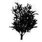 木 木,ツリー,葉,1本,自然,植物,樹木,高木,庭木,街路樹のシルエット素材