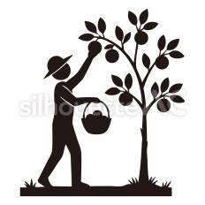 ミカンの収穫をする人 人,木,枝のシルエット素材