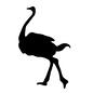 ダチョウ ダチョウ ダチョウ,駝鳥,生物,生き物,動物,アニマル,野生,鳥,歩くのシルエット素材