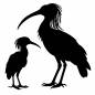 トキの親子 トキの親子 トキ,鳥,天然記念物,佐渡,動物,親子,生き物,かわいい,ファミリー,スキンシップのシルエット素材