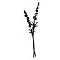 ラベンダー ラベンダー ラベンダー,2本,草花,ハーブ,葉,葉っぱ,花,ガーデニング,植物,ボタニカルのシルエット素材
