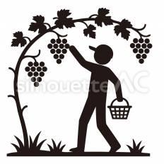 ブドウの収穫 人,ブドウ,枝のシルエット素材