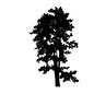 木 木,ツリー,葉,1本,自然,植物,樹木,高木,庭木,街路樹のシルエット素材