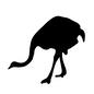 ダチョウ ダチョウ,駝鳥,生物,生き物,動物,アニマル,野生,鳥,首を下げるのシルエット素材