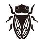 せみ せみ せみ,セミ,蝉,昆虫,虫,全身,一匹,上から,鳴く,アブラゼミのシルエット素材