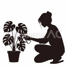 観葉植物の葉を拭き掃除する 観葉植物,葉,拭くのシルエット素材